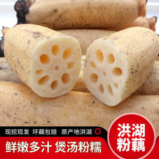 【严选】华贵洪湖粉藕新鲜莲藕 3斤/5斤装  煲汤粉藕（厂家直发） 商品图1