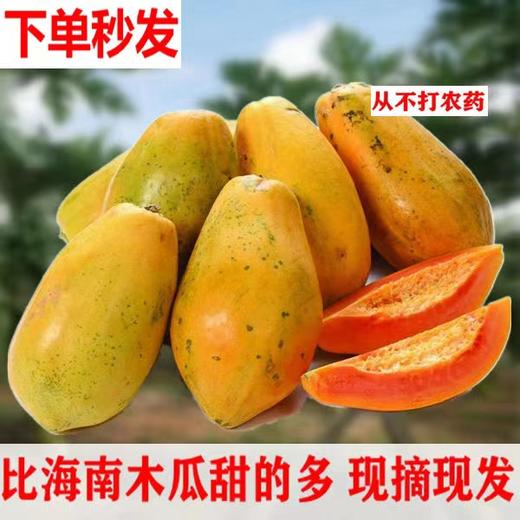 【产地直采】9.9元2颗红心木瓜 商品图0