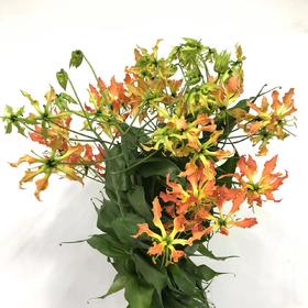 4月4日日本橙色嘉兰（70cm-80cm）-10支 易损花材，联系客服拍照发货发出没有售后