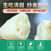 【严选】洪湖新鲜脆藕新花藕 1斤/3斤/5斤装（顺丰包邮）（厂家直发） 商品缩略图0