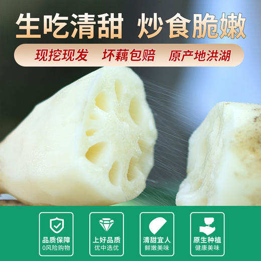 【严选】洪湖新鲜脆藕新花藕 1斤/3斤/5斤装（顺丰包邮）（厂家直发） 商品图0
