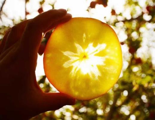 【MJ福利购】阿克苏红旗坡冰糖心一级苹果 商品图6