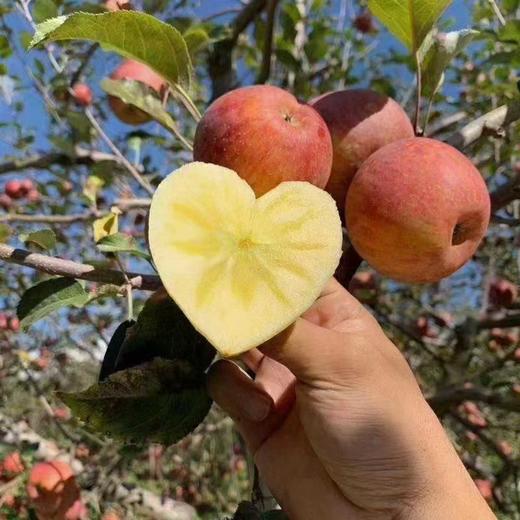 【MJ福利购】阿克苏红旗坡冰糖心一级苹果 商品图5