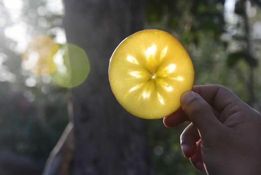 【MJ福利购】阿克苏红旗坡冰糖心特级苹果 商品图4