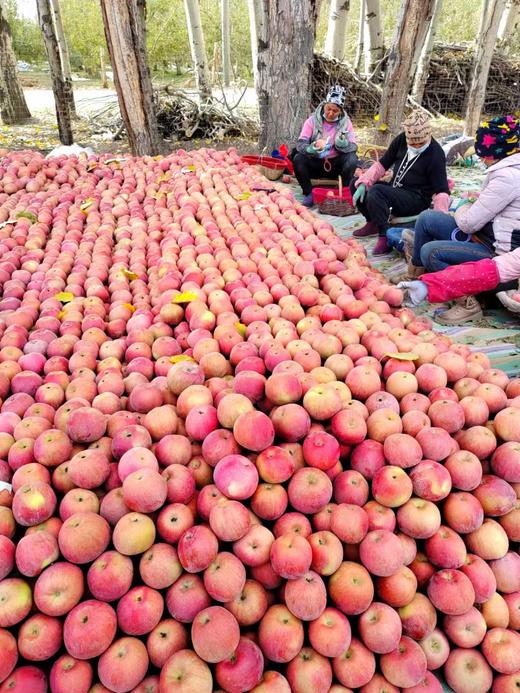 【MJ福利购】阿克苏红旗坡冰糖心一级苹果 商品图8