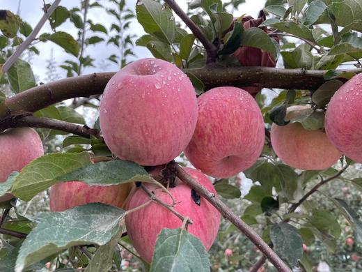 【MJ福利购】阿克苏红旗坡冰糖心一级苹果 商品图2