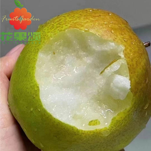 润派库尔勒香梨（1份3斤约12个） 商品图0