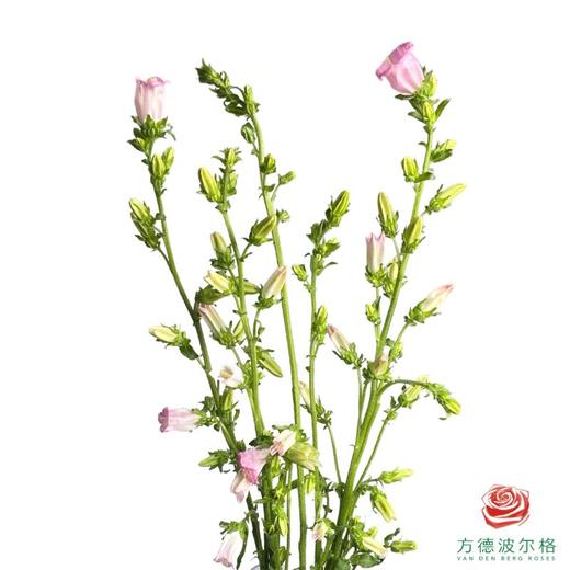 风铃 浅粉 昆山发货 商品图0