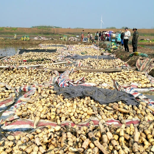 【无添加水果坚果藕粉】水果坚果藕粉一罐300g 商品图1