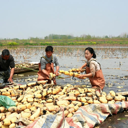 【无添加水果坚果藕粉】水果坚果藕粉一罐300g 商品图6