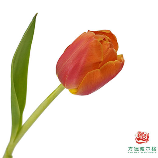 【单瓣郁金香】 西柚 10枝一扎 商品图0