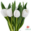【单瓣郁金香】 维珍 10枝一扎 商品缩略图2
