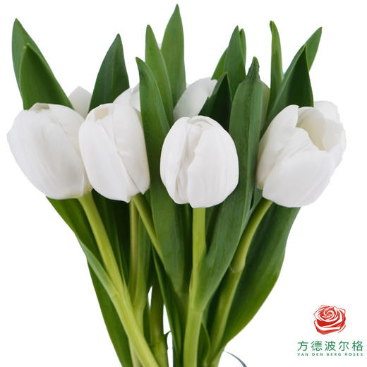 【单瓣郁金香】 维珍 10枝一扎 商品图2