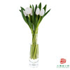 【单瓣郁金香】 维珍 10枝一扎 商品缩略图1