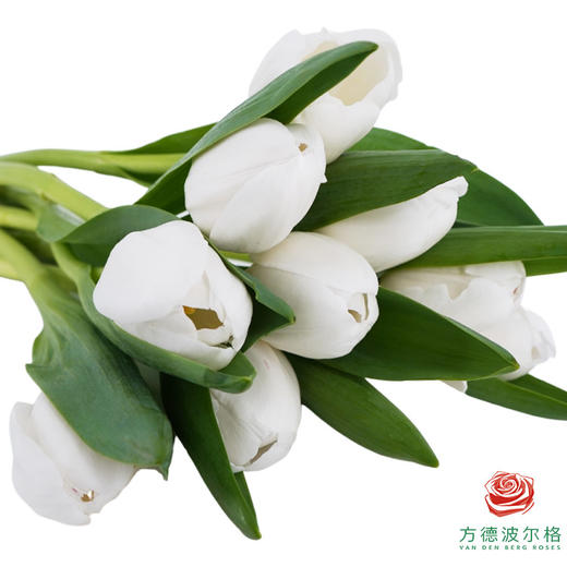 【单瓣郁金香】 维珍 10枝一扎 商品图3