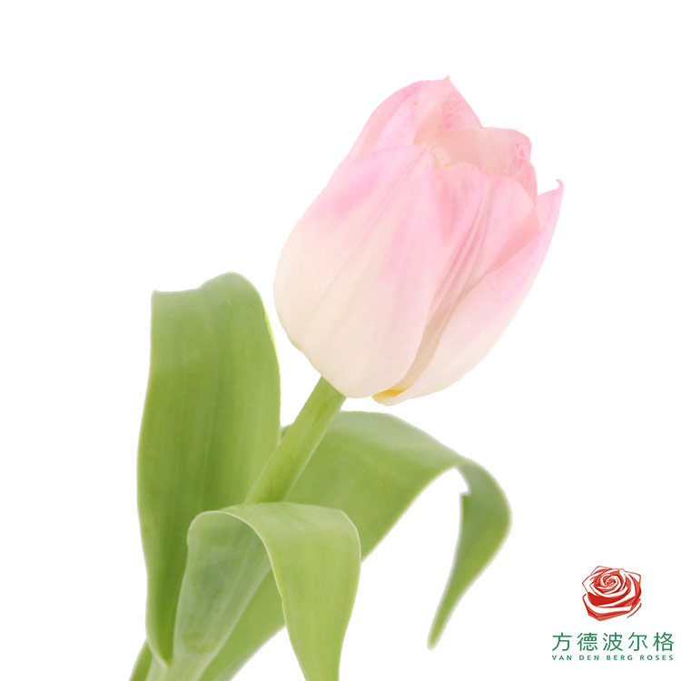 【单瓣郁金香】 王朝 10枝一扎