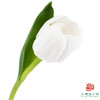 【单瓣郁金香】 维珍 10枝一扎 商品缩略图0