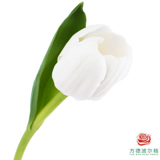 【单瓣郁金香】 维珍 10枝一扎 商品图0