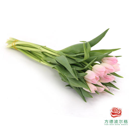 【单瓣郁金香】 王朝 10枝一扎 商品图3