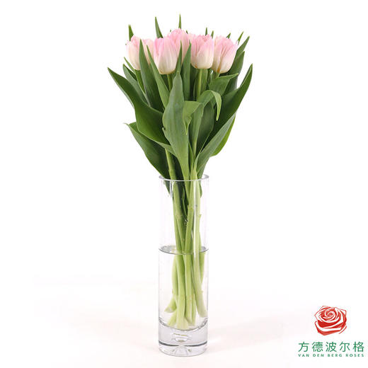 【单瓣郁金香】 王朝 10枝一扎 商品图2