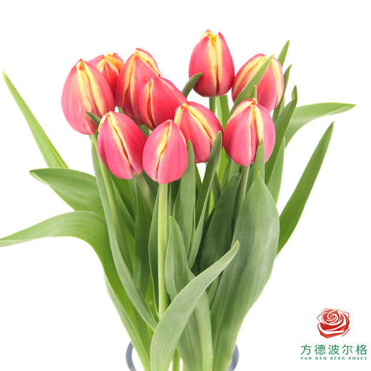 【单瓣郁金香】 爱丽丝 10枝一扎 商品图1