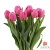 【单瓣郁金香】 巴萨 10枝一扎 商品缩略图2