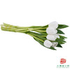 【单瓣郁金香】 维珍 10枝一扎 商品缩略图4