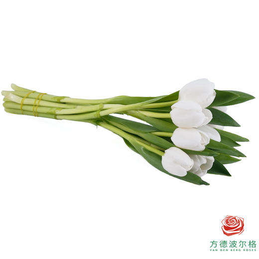 【单瓣郁金香】 维珍 10枝一扎 商品图4