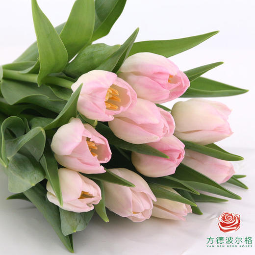 【单瓣郁金香】 王朝 10枝一扎 商品图4