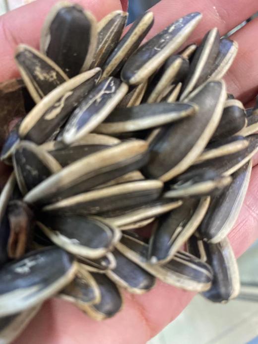 本家原味瓜子(300g) 商品图0