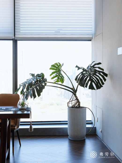 龟背叶 商品图0