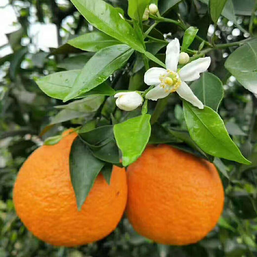 【直发】春见耙耙柑（果径85mm+）8斤 商品图7