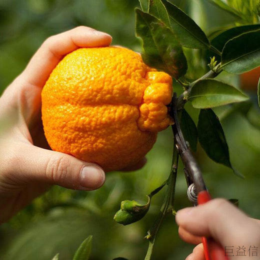 【直发】春见耙耙柑（果径85mm+）8斤 商品图6