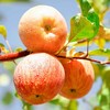 【直发】阿克苏冰糖心苹果大果（单果250-300g）5斤±200克 商品缩略图9