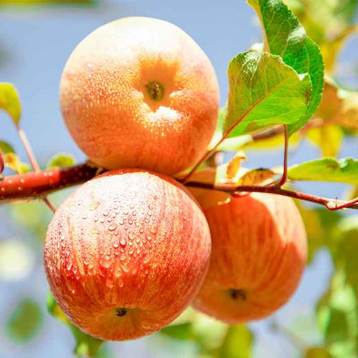 【直发】阿克苏冰糖心苹果大果（单果250-300g）5斤±200克 商品图9