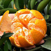 【直发】春见耙耙柑（果径85mm+）8斤 商品缩略图9