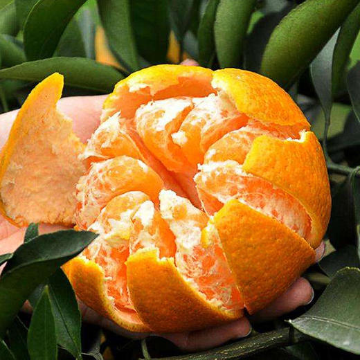 【直发】春见耙耙柑（果径85mm+）8斤 商品图9