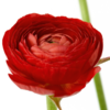 洋牡丹 Ranunculus 商品缩略图7