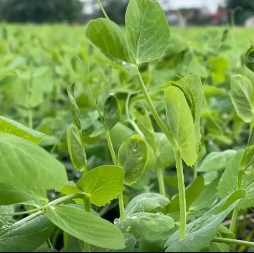 【生鲜预定】豌豆尖 商品图1