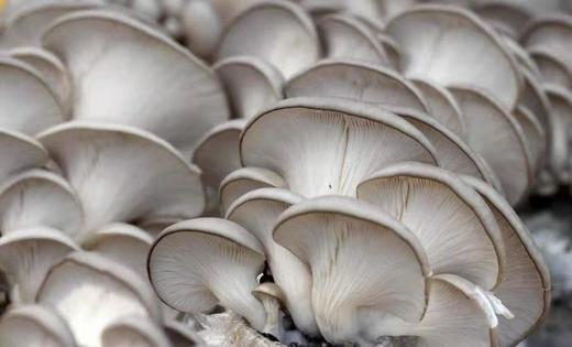 【生鲜预定】人工菌 商品图1