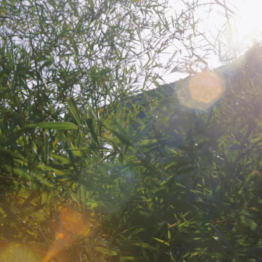 神隐木屋 商品图1