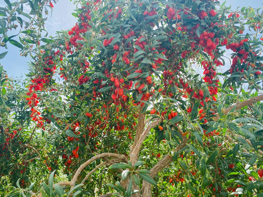 头茬有机红枸杞 150g/罐无添加 青海柴达木盆地 自然晾晒 商品图0