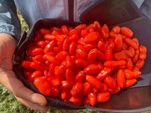 头茬有机红枸杞 150g/罐无添加 青海柴达木盆地 自然晾晒 商品图4