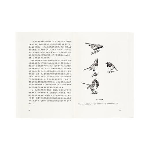 欧亚鸲的四季 商品图2