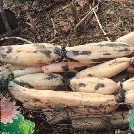 【武汉】江城百臻菱湖尚品蔡甸莲藕礼盒（2500g蔡甸莲藕） 商品图1