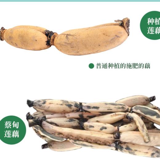 【武汉】江城百臻菱湖尚品蔡甸莲藕礼盒（2500g蔡甸莲藕） 商品图2