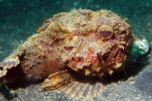 石头鱼 商品图0