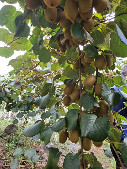 西藏察隅黄心猕猴桃5斤装 商品图3