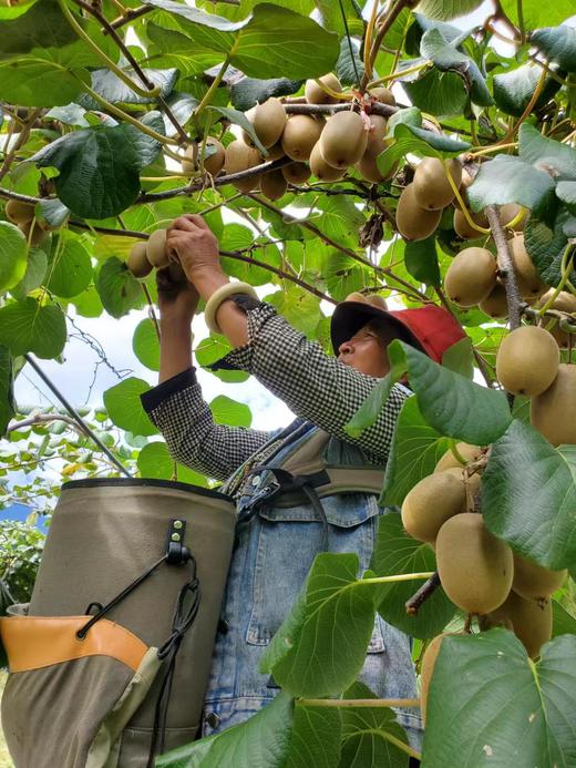 西藏察隅黄心猕猴桃5斤装 商品图1