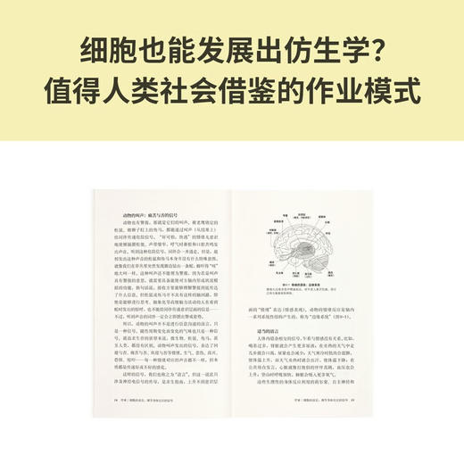 《人体是个奇迹：三十七万亿个细胞都在说》解码人体工厂 细胞之间的语言  读库本·新知 商品图3